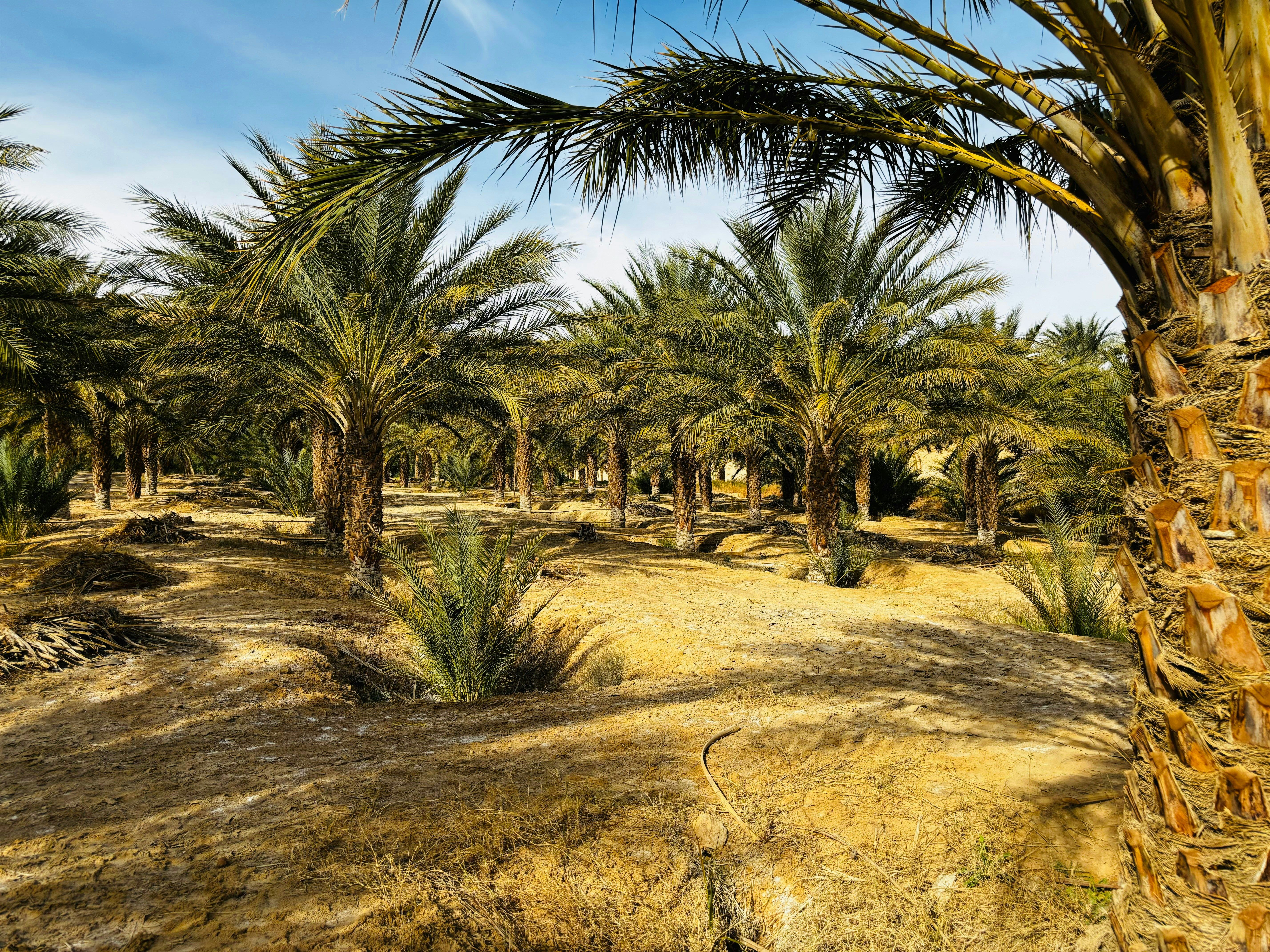 Une palmeraie en plein soleil : des rangées de palmiers dattiers sur une terre sableuse creusée de rigoles