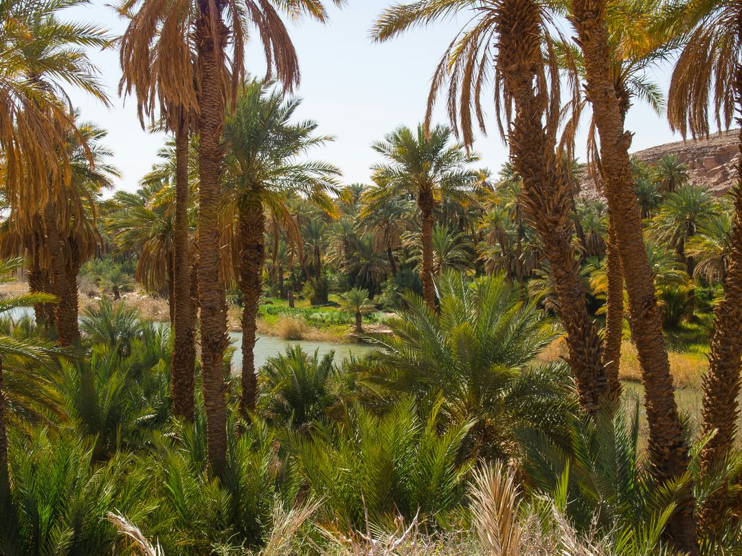 Palmiers serrés de part et d’autre d’un cours d’eau, avec de jeunes palmes au premier plan et un versant rocheux clair à droite