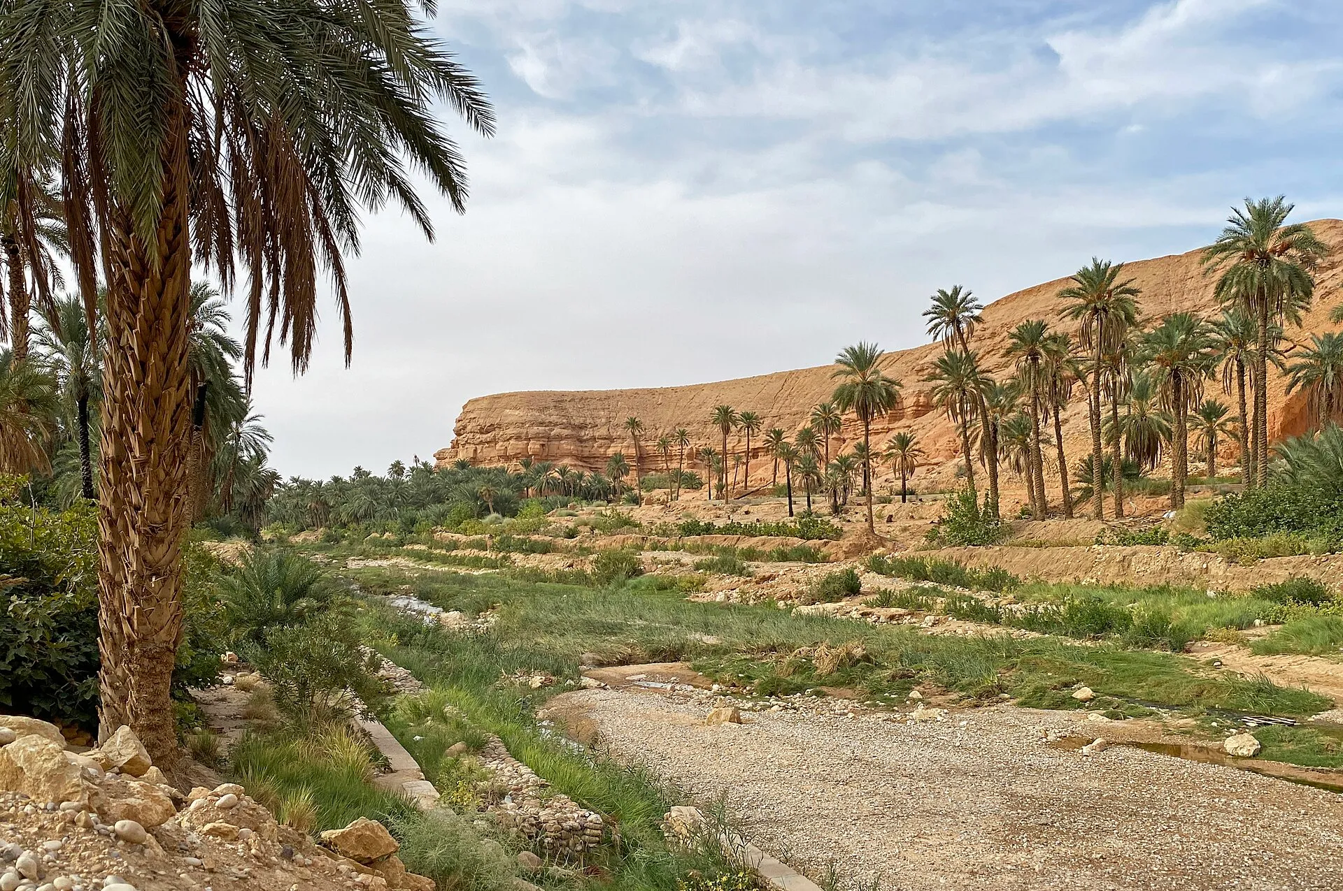 Le lit caillouteux d’un oued presque à sec, bordé de jardins verts et de palmiers, au pied d’une falaise ocre ; un grand palmier au premier plan