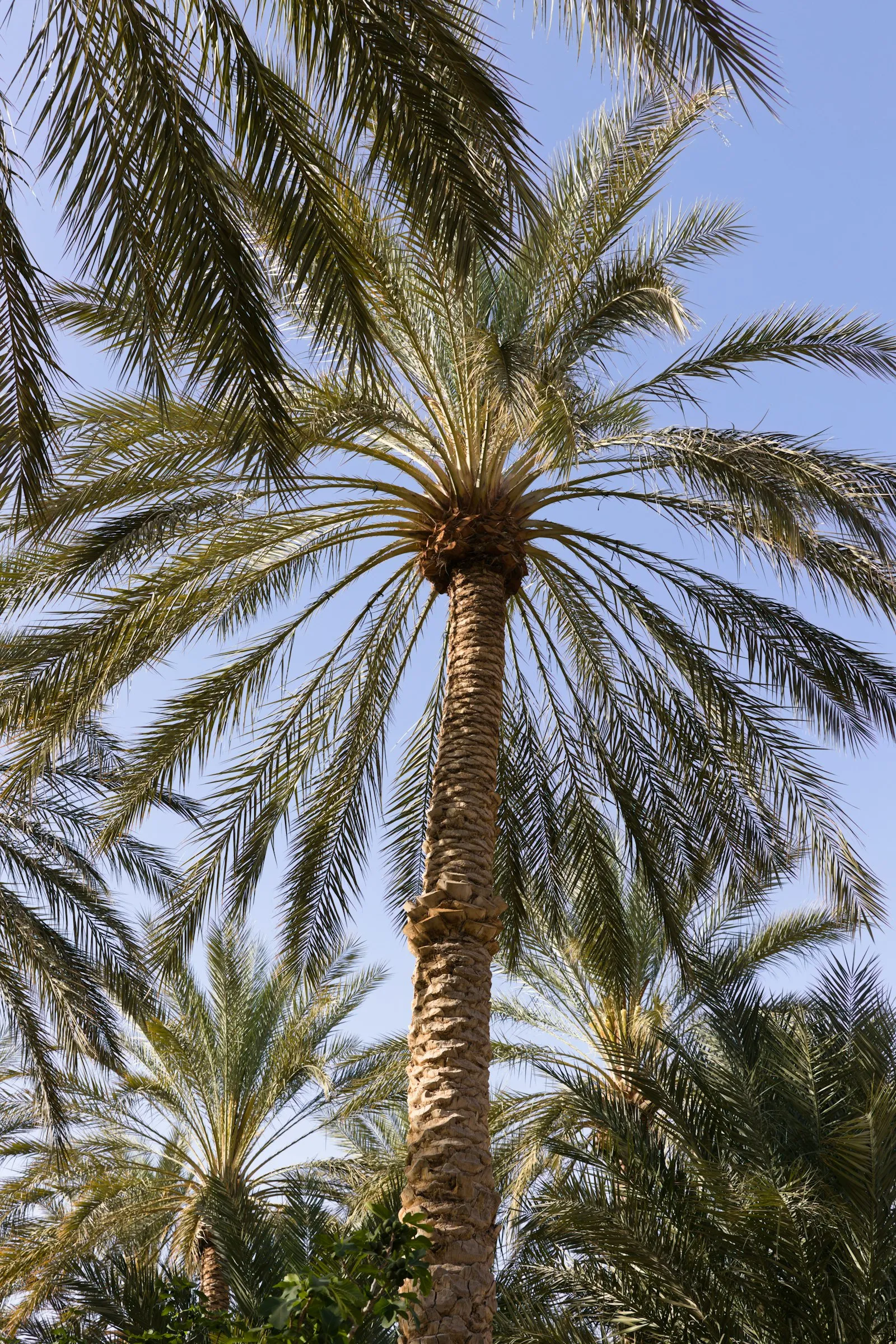 Un grand palmier dattier vu d’en bas, ses palmes déployées contre un ciel bleu, au milieu d’autres palmiers