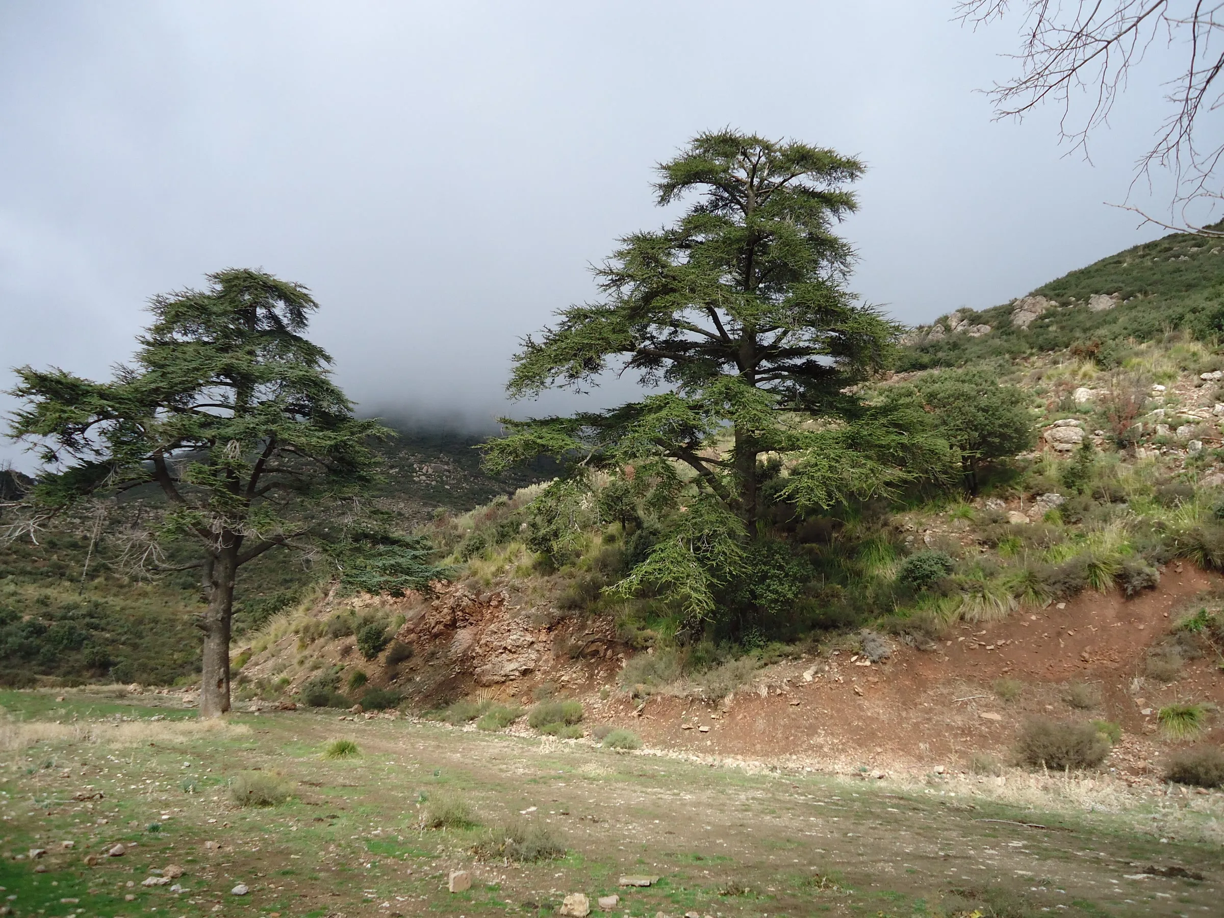 Deux grands cèdres aux branches étagées au bord d’une clairière, devant un versant boisé dont le sommet se perd dans la brume
