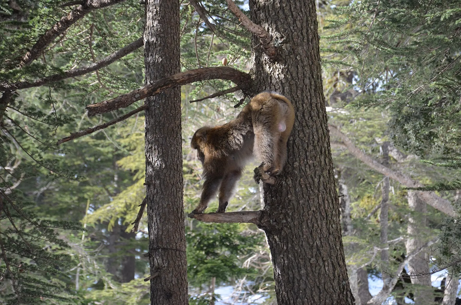 Un singe au pelage brun clair, en équilibre sur une branche contre le tronc d’un grand conifère, dans une forêt