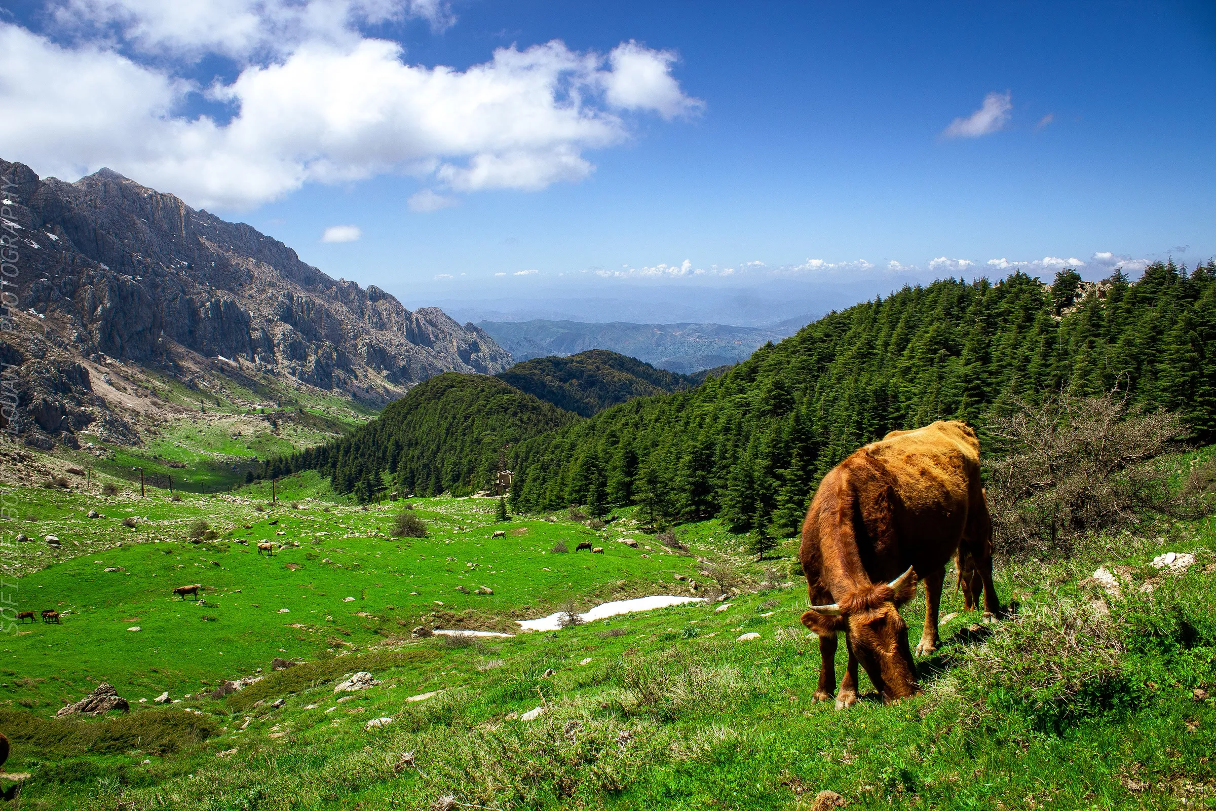 Une prairie d’un vert vif où broute une vache rousse ; derrière, une forêt de cèdres sombres, une crête rocheuse et une vallée ouverte jusqu’à l’horizon